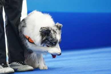 毛孩集结，趣动狮山！苏州市第十届长三角宠物展宠物运动会热血启幕