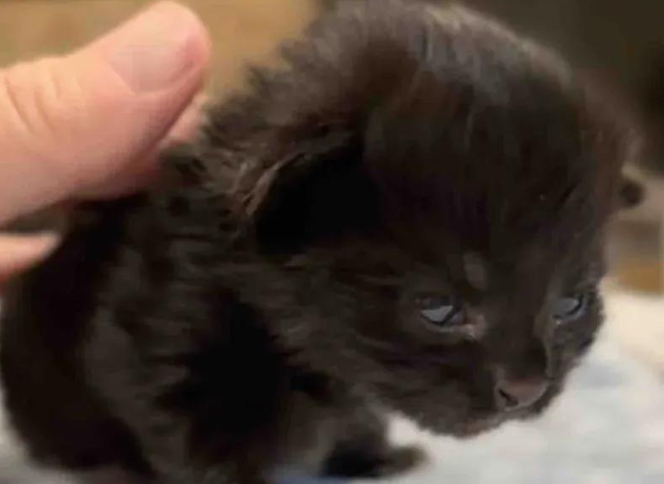 流浪小奶猫在花园获救，结识同龄兄弟