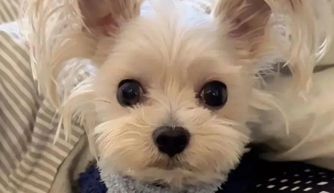 网友说她家约克夏的后脑勺很扁，果然与众不同