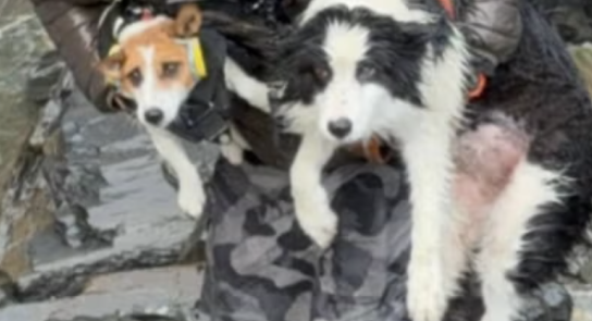 女子坠崖被送医 爱犬独守原地7天！网友众筹用直升机救援