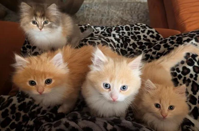 猫咪一家被租客遗弃，猫妈带四只幼崽苦撑