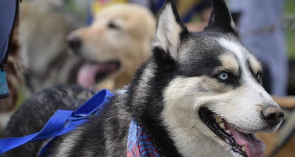 波哥大免费服务来袭，推出4250绝育名额，预防遗弃有妙招！