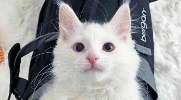 流浪猫母子雪地求生，获救治后终于团聚