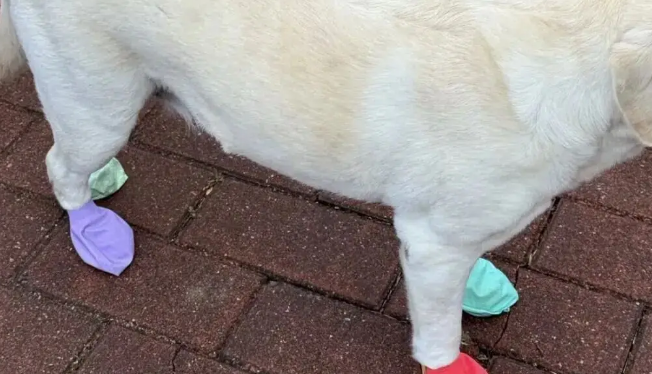 下雨天主人用气球给狗子做了个鞋套，不是…这也太机智啦