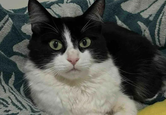 流浪母猫带幼崽进院求生，获救后卸下当妈重担