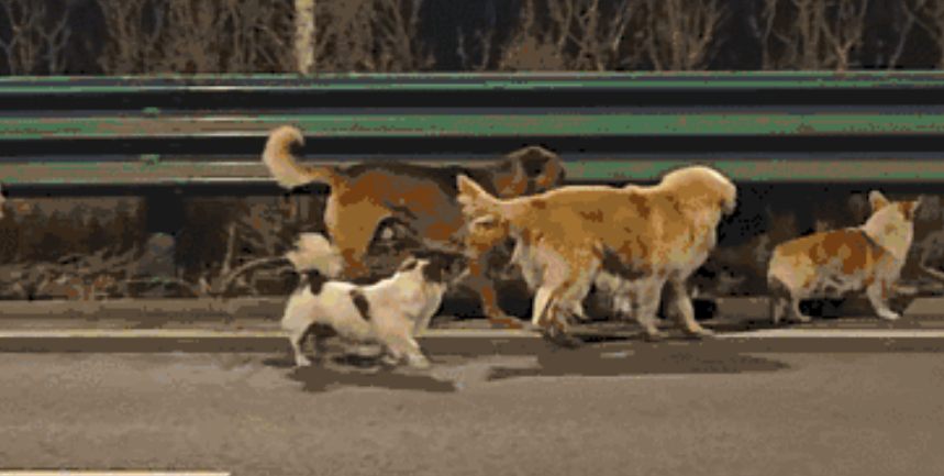 大反转！火遍全网的7只狗狗“逃亡”事件，真相来了！