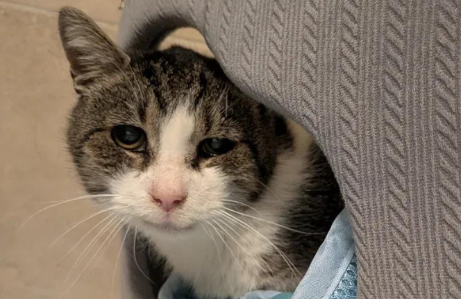 狸花猫街头挣扎终获救助，如今变成微笑天使