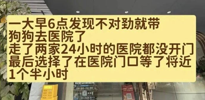 妹子过生日给比熊吃了几口蛋糕，没想到半夜竟送它去抢救