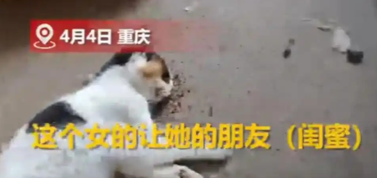 重庆一女生托闺蜜照顾5只猫，不料全被活活饿死