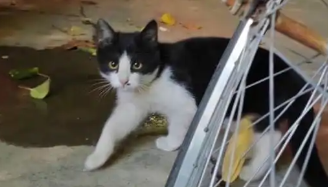 兰州大学被曝出现虐猫事件，事发至今已超3个月