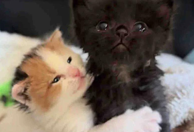 流浪小奶猫在花园获救，结识同龄兄弟