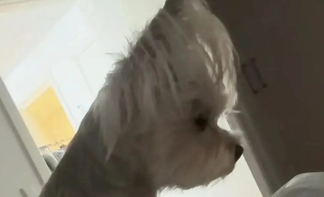 网友说她家约克夏的后脑勺很扁，果然与众不同