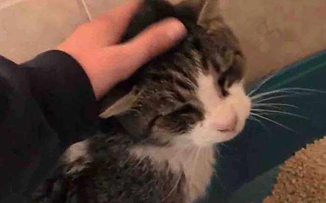 狸花猫街头挣扎终获救助，如今变成微笑天使