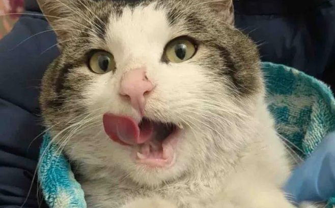 养老院外流浪的圆脸大猫，被救进屋后疯狂踩奶