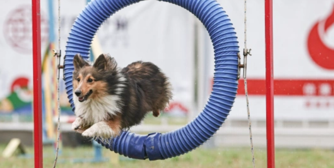 这个五一，成都首届国际宠物运动会欢乐来袭