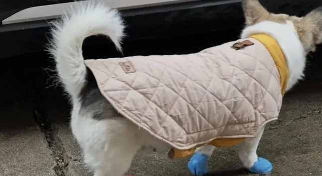 下雨天主人用气球给狗子做了个鞋套，不是…这也太机智啦