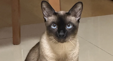 1600元买了只暹罗猫，治病却花了2000多元