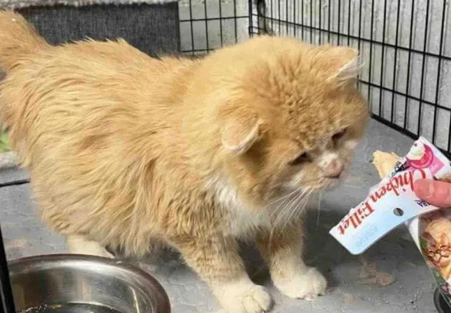 流浪老猫被救进家，躲在角落满眼防备，吃完零食彻底黏上人