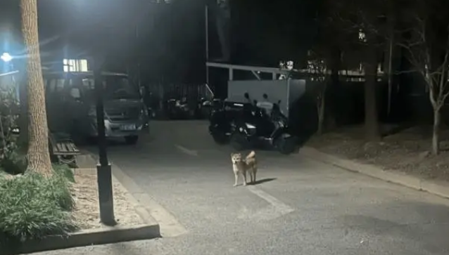 女子在小区遇见一只见人就跟的柴犬，最后才知道是在找主人