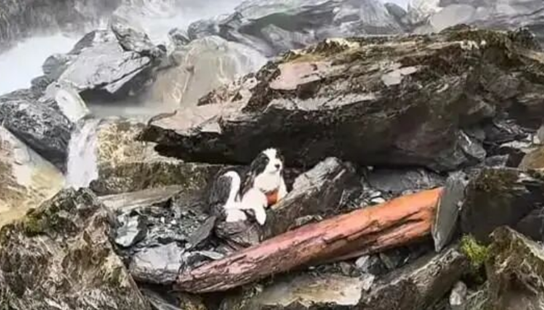 女子坠崖被送医 爱犬独守原地7天！网友众筹用直升机救援