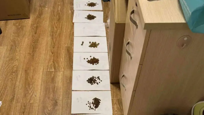 狗子不爱吃狗粮，主人怒买11种，狗都看懵了！