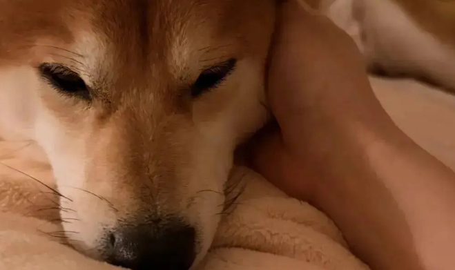 柴犬来大姨妈卧床不起，你看吧…痛经狗都受不了