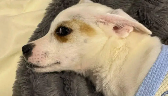 狗子不爱吃狗粮，主人怒买11种，狗都看懵了！