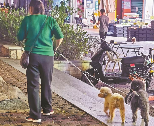 遛狗不牵绳，市民投诉“太任性” 街道回应：加强巡查值守，发现立即劝导