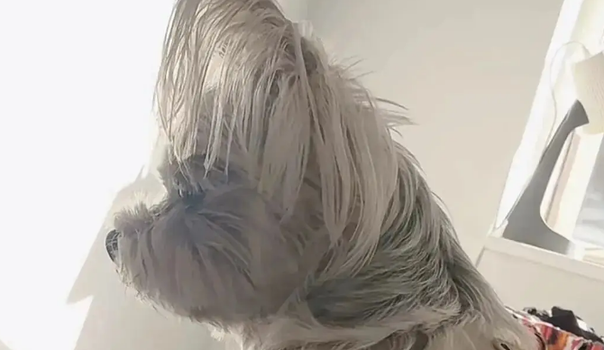 网友说她家约克夏的后脑勺很扁，果然与众不同