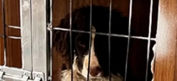 女子遭流浪狗尾随入室咬伤，狂犬病毒检测呈阳性，多方回应