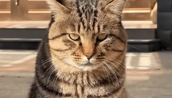 狸花猫和白猫生孩子就像开盲盒，花色好有特点，取名小八嘎