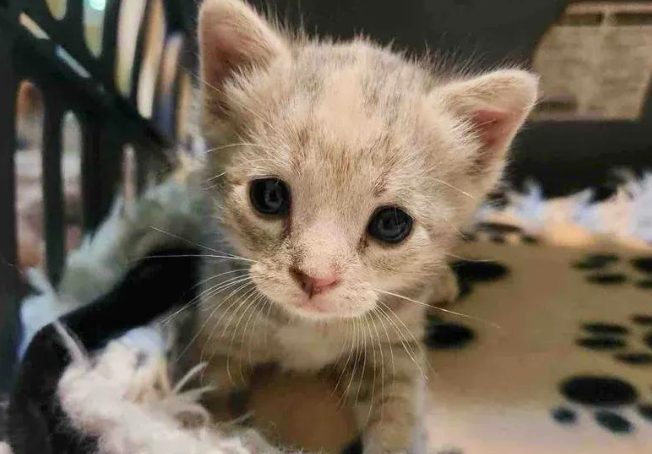 流浪小奶猫被带回家喂养，化身厨房小监工，这只三花太粘人