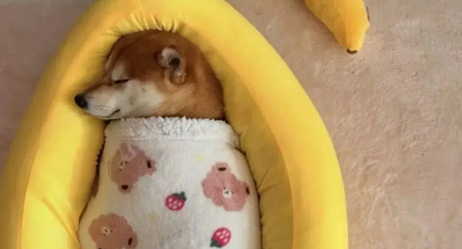 柴犬来大姨妈卧床不起，你看吧…痛经狗都受不了