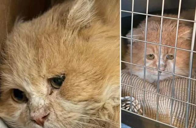 流浪老猫被救进家，躲在角落满眼防备，吃完零食彻底黏上人