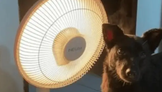 狗狗烤小太阳取暖烤到冒白烟，主人吓哭：都闻到糊味儿了