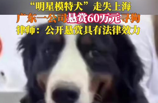 一公司“悬赏60万上海寻狗”，负责人称：狗本身价值很高