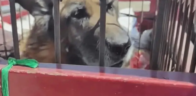 老狗看家护院一辈子，却被主人打断双腿送到了狗肉车上