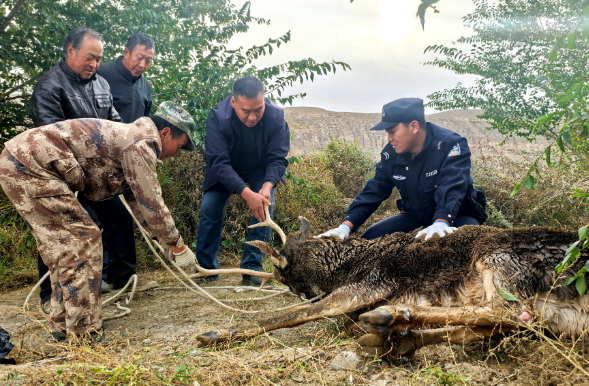 高台警民携手成功救助一只国家二级保护动物马鹿