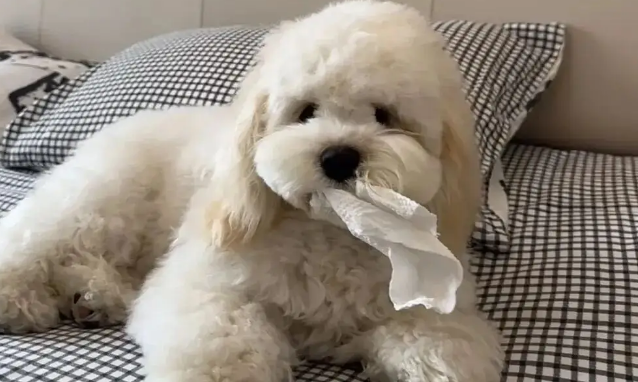 当主人想独处一会儿，但家里的狗不同意