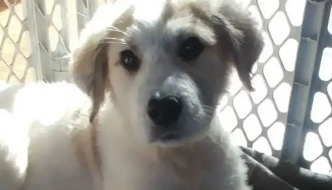 网友捡了6只快死了的无毛小奶狗，没想到养着养着……变成了大白熊