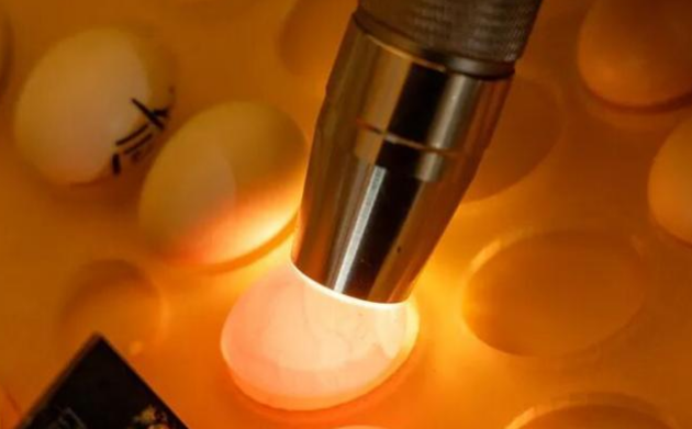 千亿赛道上的破圈突围 宿州竞逐宠物经济为什么能？