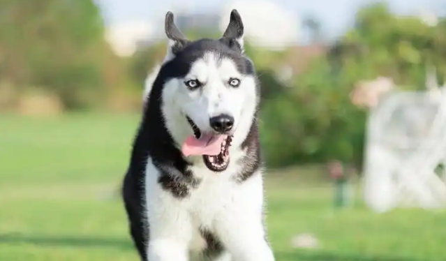 未拴绳哈士奇公园攻击他人宠物鸭致死 主人获赔2278元