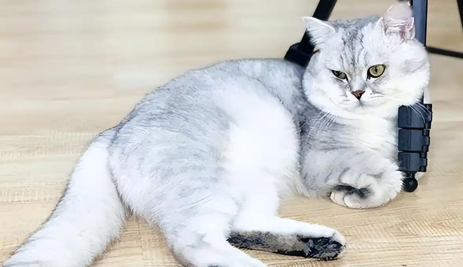 宠物猫年交易额高达10-20亿元～沈阳正将“萌力”转化为实实在在的发展动能