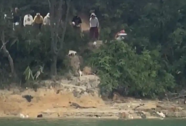 广东一水库边被放生大量猫，多只猫受惊落水，警方称将追查放生者
