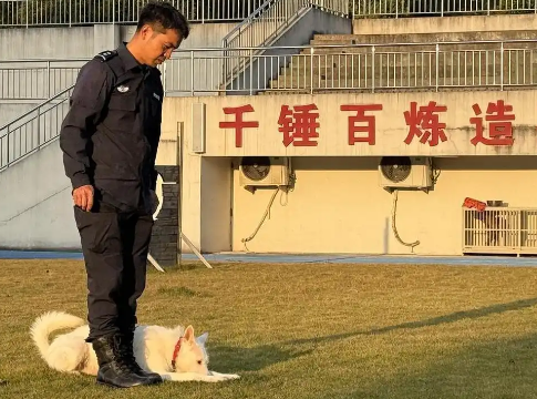 刚刚摘了山地追踪赛全国冠军的警犬来福：狗王爱吃鸡，但绝不乱咬鸡鸭