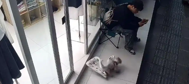 狗界“报仇”新招：趁你不在，直接偷家！