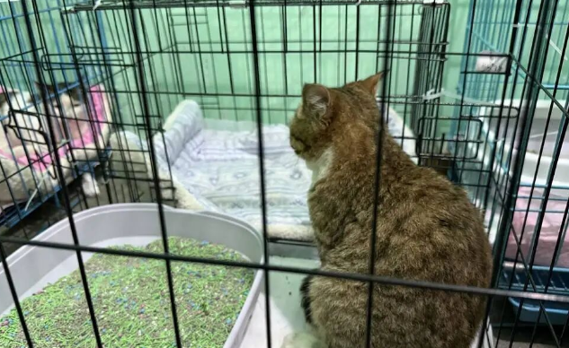 成都一空置房关了上百只猫，官方通报后记者实地探访