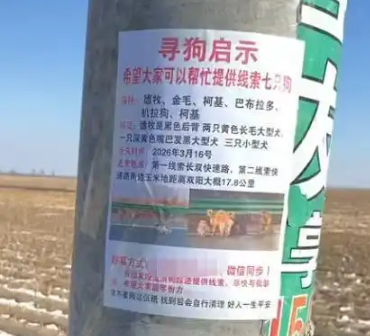 长春7只被偷小狗结伴逃亡17公里回家，志愿者讲述救援经过