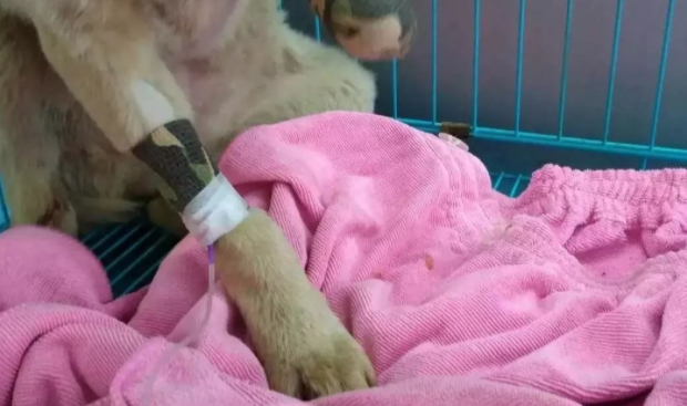 路遇三条腿流浪狗，网友竟然做了这事 