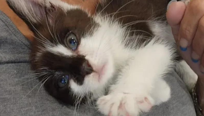 被遗忘的小猫，用一个眼神抓住救命稻草